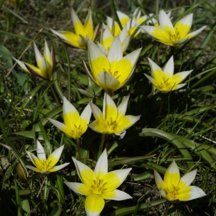 Tulipa tarda